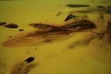 Detailed Fossil Caddisfly (Trichopterae) In Baltic Amber #102761-1